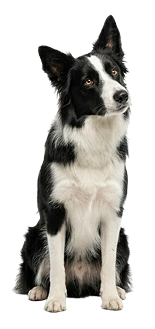 Smart Pet Tech