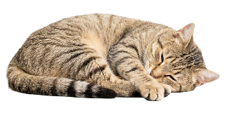Pet Comfort & Home