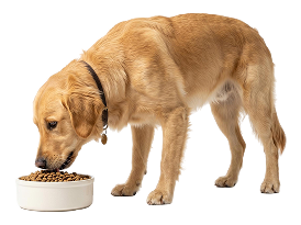 Feeding & Hydration